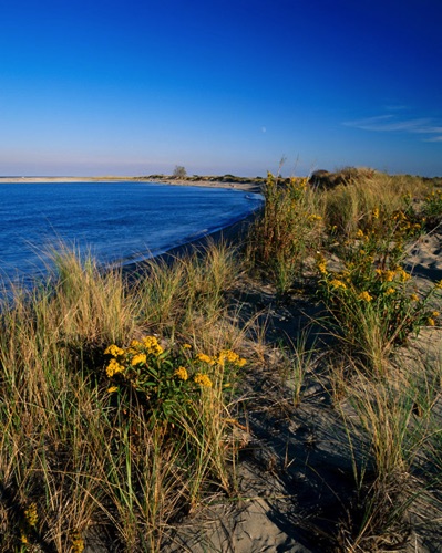 Goldenrod, Sandy Hook, Monmouth County, NJ (MF).jpg